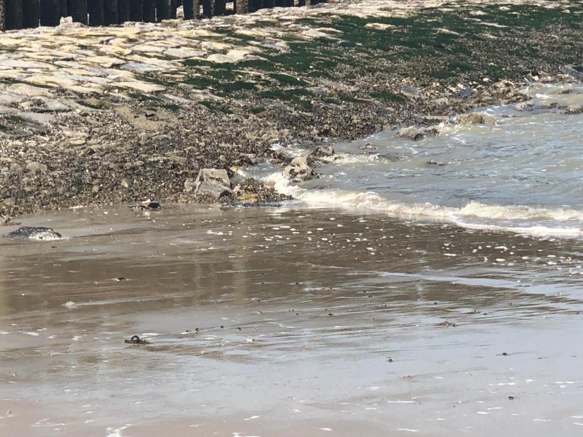 Appartement De Graanzolder Aan Zeeuwse Kust Hoofdplaat Kültér fotó